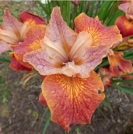 Sibīrijas īriss 'Paprikash'  (pieejams no jūnija)